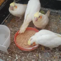 عروس هلندی
