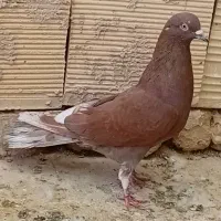 کفتر پرشی نر سرخ ماده پیس وسبز