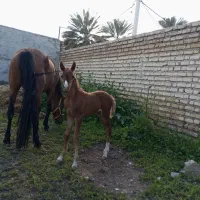 اسب دره شور با کره