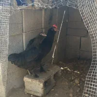 مرغ و خروس مرندی
