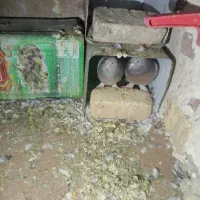 کبوتر