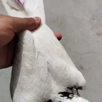 کبوتر|پرنده|کامیاران, |دیوار