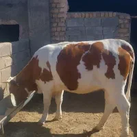 گاو آبستن