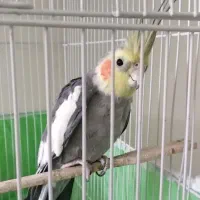 عروس هلندی نر اهلی سخنگو