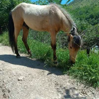 اسب نریان 2سال