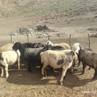 میش داشتی