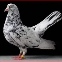 خرید و نگهداری کبوتر
