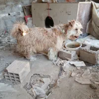 دو عدد سگ پاکوتاه نگهبان قیمت خیلی منصفانه