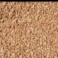 فروش گندم بکراس بوجاری شده در بردسیر