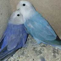 دوعدد طوطی برزیلی فول دستی به رنگ خاص بنفش وابی