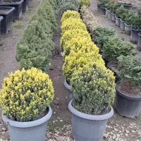 کارگر ساده دایمی مرد
