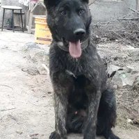 سگ نگهبان