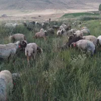 معاوضه میش درجه یک با تراکتور فرگوسن زیر ۸۵