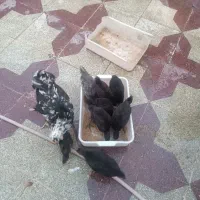 مرغ گلین با جوجه