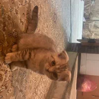 گربه|گربه|چابهار, |دیوار