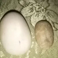 سنگ آسیاب الماس اصل. قیمت پیشنهادی شما چند هست