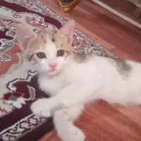 واگذاری ۴ عدد  گربه به صورت رایگان