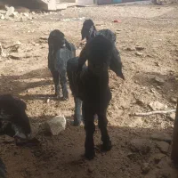 بره ‌نر وماده