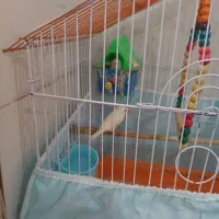 ی جفت فنج