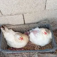 ۳ عدد مرغ کورچ به فروش میرسد