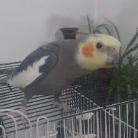 عروس هلندی نر