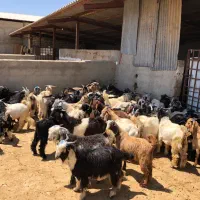 ۵۰راس کهره درجه یک جفتی ۴۴ کیلو
