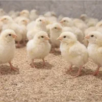 پیش فروش جوجه راس پلاس