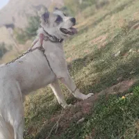 واگذاری ‌سگ‌نگهبان