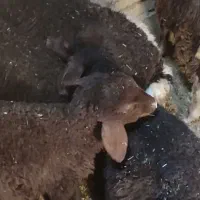 بره