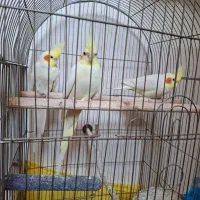 عروس هلندی رام