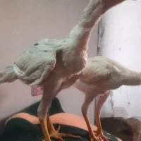 جوجه خروس لاری