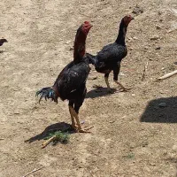 مرغ و خروس نژاد دار