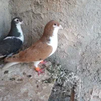 شیرزردپرخال سیاه