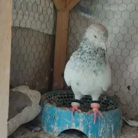 دوتا کله نر نر مست معاوضه هم دارم با ساده