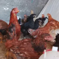 جوجه مرغ خروس 5 ماهه محلی دورگه لاری