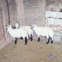 سه راس بره نر بفروش می‌رسد