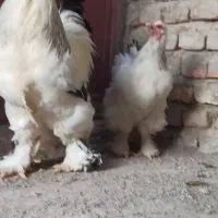 دو جفت برهما اصل