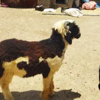میش بره قوچ