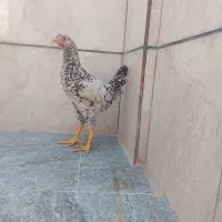 نیمچه خروس