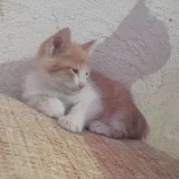 واگذاری بچه گربه