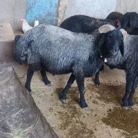 قوچ