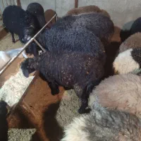 بره چاق