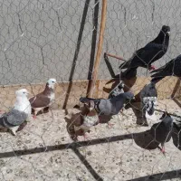 کبوتر