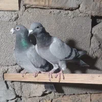 ماده مسافتی نر مشهدی