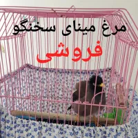 مرغ مینا