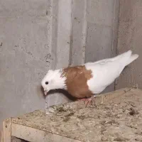 جفت طوقی زرد خال سیاه جوان