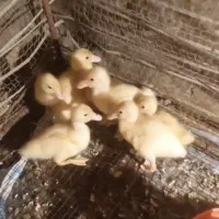 جوجه اردک کال گرید A