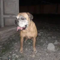 باکسر گمشده