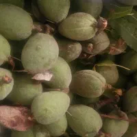 بادام تازه