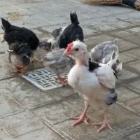 جوجه گلین طوسی پنگوئنی خال سوزنی قلم سبز